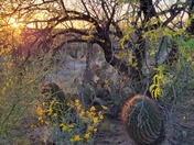 Saguaro National Park