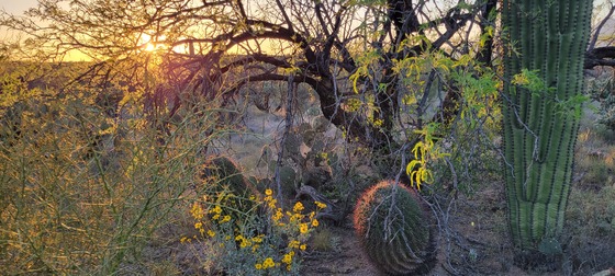 Saguaro National Park