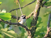 Golden Winged Warbler