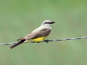 Western Kingbird