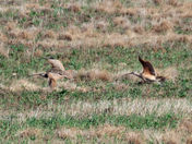 Long Billed Curlew