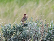 Grasshopper Sparrow