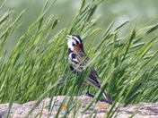 Chestnut Collared Longspur