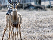 Whitetail