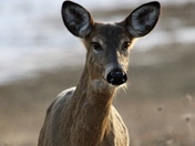 Whitetail