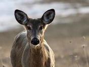 Whitetail