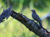 Northern Flicker