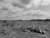 Death on the prairies 