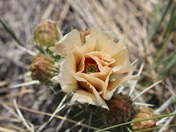 Cactus flower 