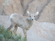 Badlands National Park