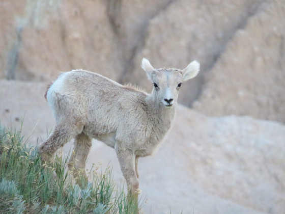 Badlands National Park