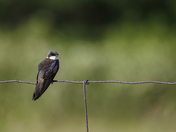 Tree Swallow 