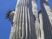 Saguaro National Park