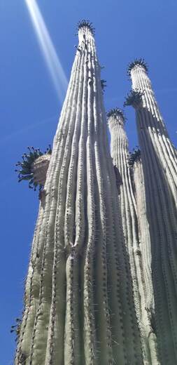 Saguaro National Park