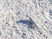White Sands National Park