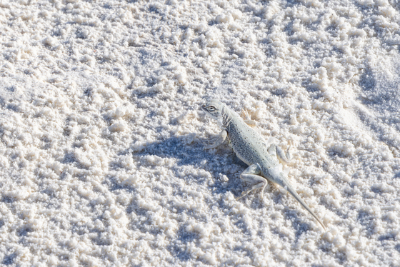 White Sands National Park
