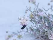 White Sands National Park