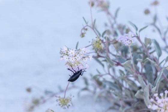 White Sands National Park