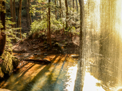 Bankhead National Forest