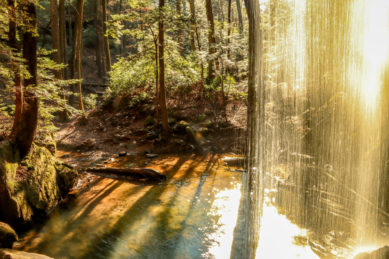 Bankhead National Forest