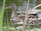 Mallard hen
