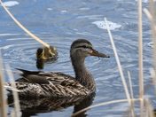 Mallard and young