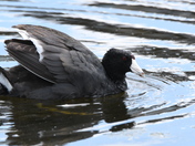 Aggressive Coot