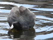 Angry Coot