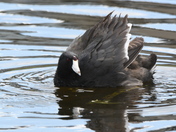 Upset Coot
