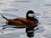 Ruddy Duck