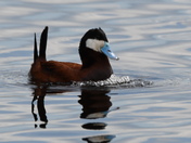 Ruddy duck display