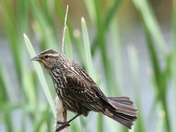 Female Redwing Blackbird