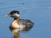 Female Rednecked Grebe