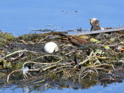 Rednecked Grebe nest with egg