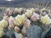 Big Bend National Park