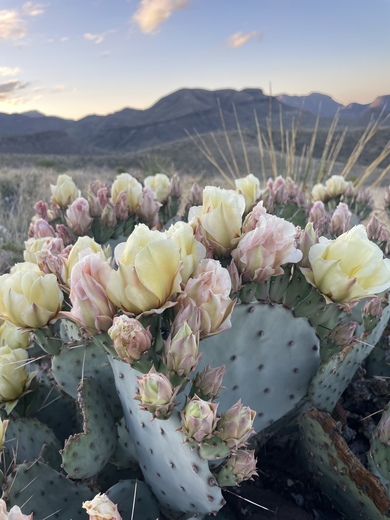 Big Bend National Park
