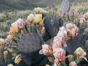 Big Bend National Park