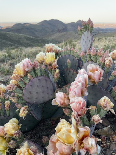 Big Bend National Park