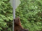 Pole dancing bear 