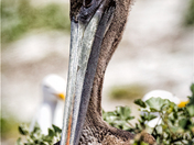 Channel Islands National Park