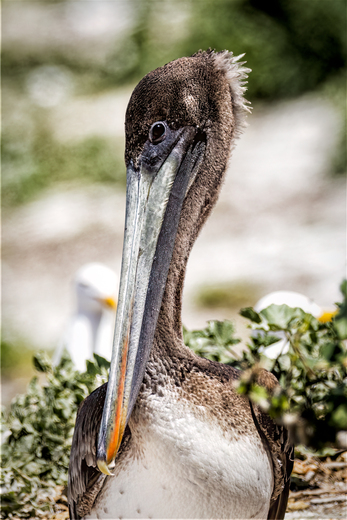 Channel Islands National Park