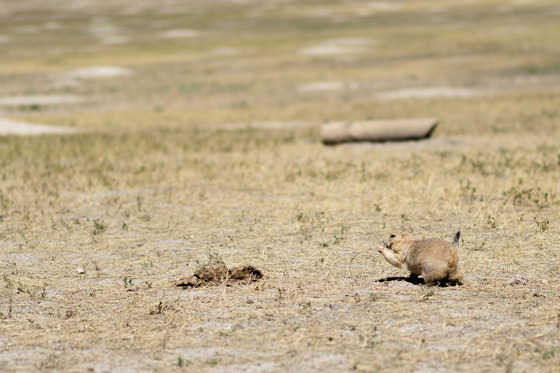 Badlands National Park