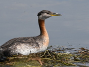 Sitting on a nest