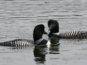 Loon stare down