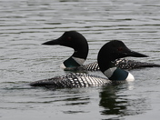 Loons in passing
