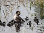 Bufflehead and kids