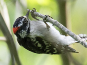 Downy woodpecker