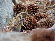 Lassen Volcanic National Park