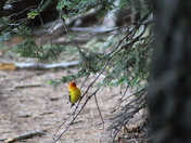 Lassen Volcanic National Park