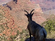 Grand Canyon National Park